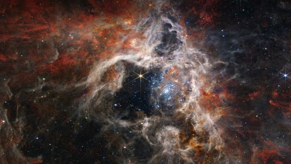 Giovani stelle in formazione nella Nebulosa Tarantola, Telescopio Spaziale James Webb