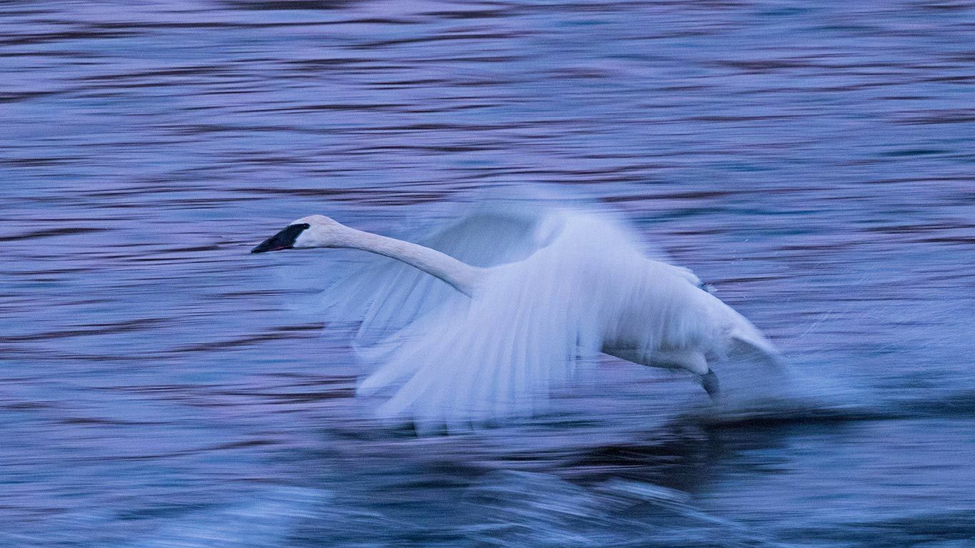 A tundra swan on the Mississippi River in Monticello, Minnesota, USA