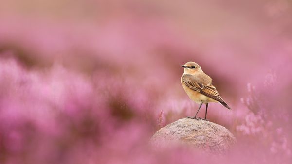 Wheatear and flowering heather, Peak District National Park, England