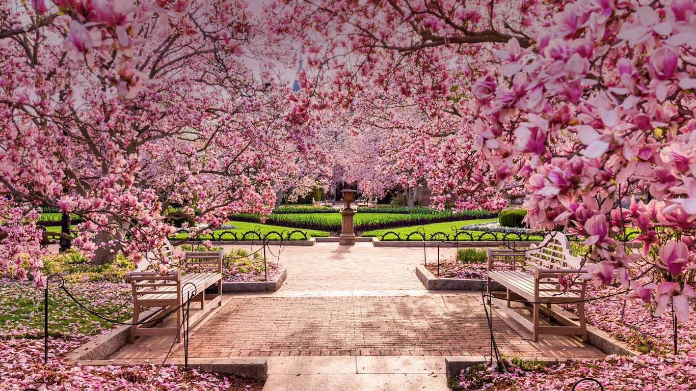 ｢ナショナル・モールの桜｣アメリカ, ワシントンD.C.
