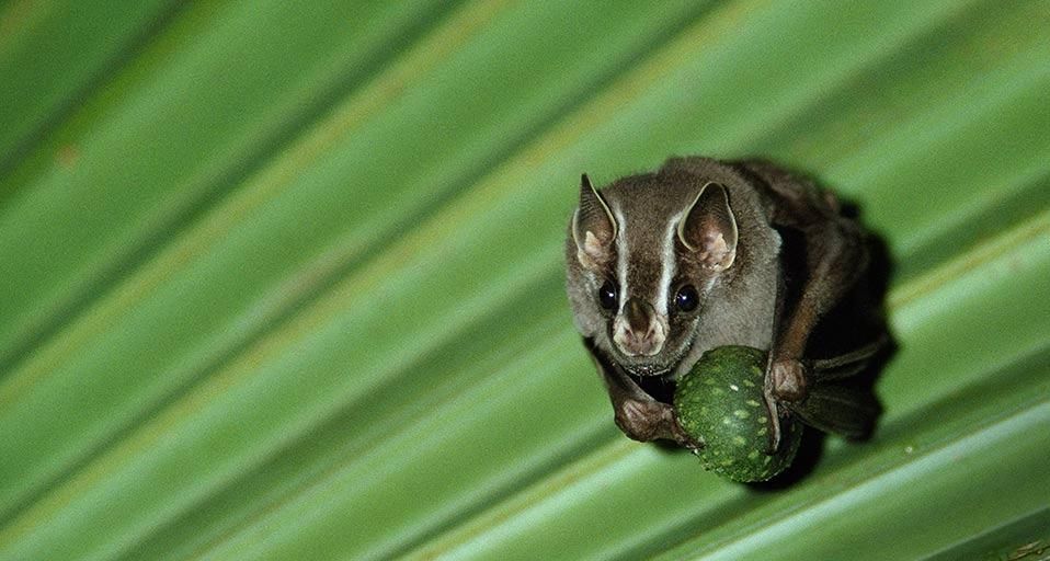 Fledermaus