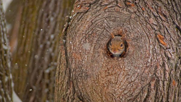 Eastern gray squirrel peeking out of its den