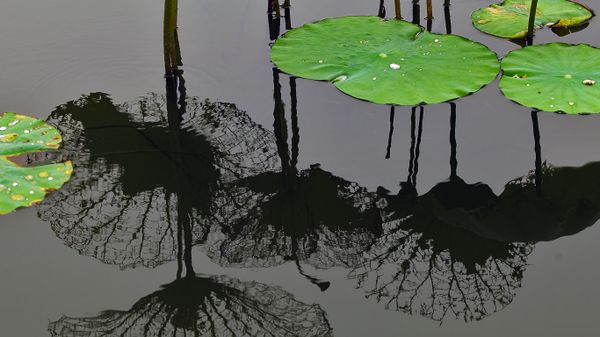 Lotus leaves, Shanghai, China