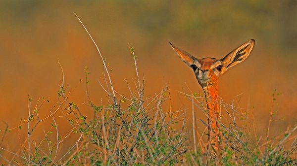 A gerenuk in Samburu National Reserve, Kenya