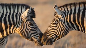 Plains zebras, Etosha National Park, Namibia (© Mogens Trolle/Shutterstock)(Bing United States)