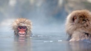 ｢温泉ザル｣長野, 地獄谷野猿公苑 (© Per-Gunnar Ostby/Getty Images)(Bing Japan)