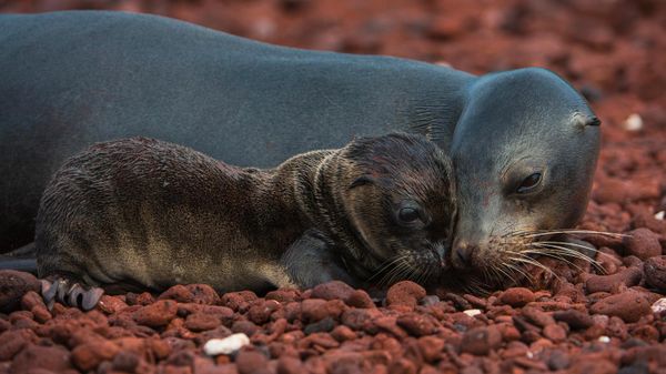 Otarie des Galápagos avec son petit, île Rábida, Galápagos, Équateur