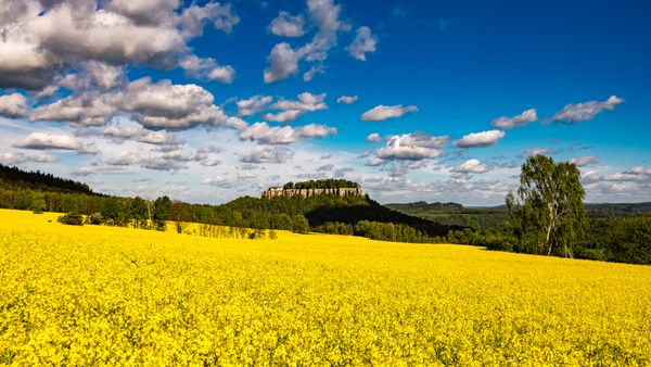 Rapsfelder vor der Festung Königstein, Sächsische Schweiz, Sachsen