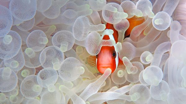 Red and black anemonefish in bleaching anemone in the Lembeh Strait of North Sulawesi, Indonesia