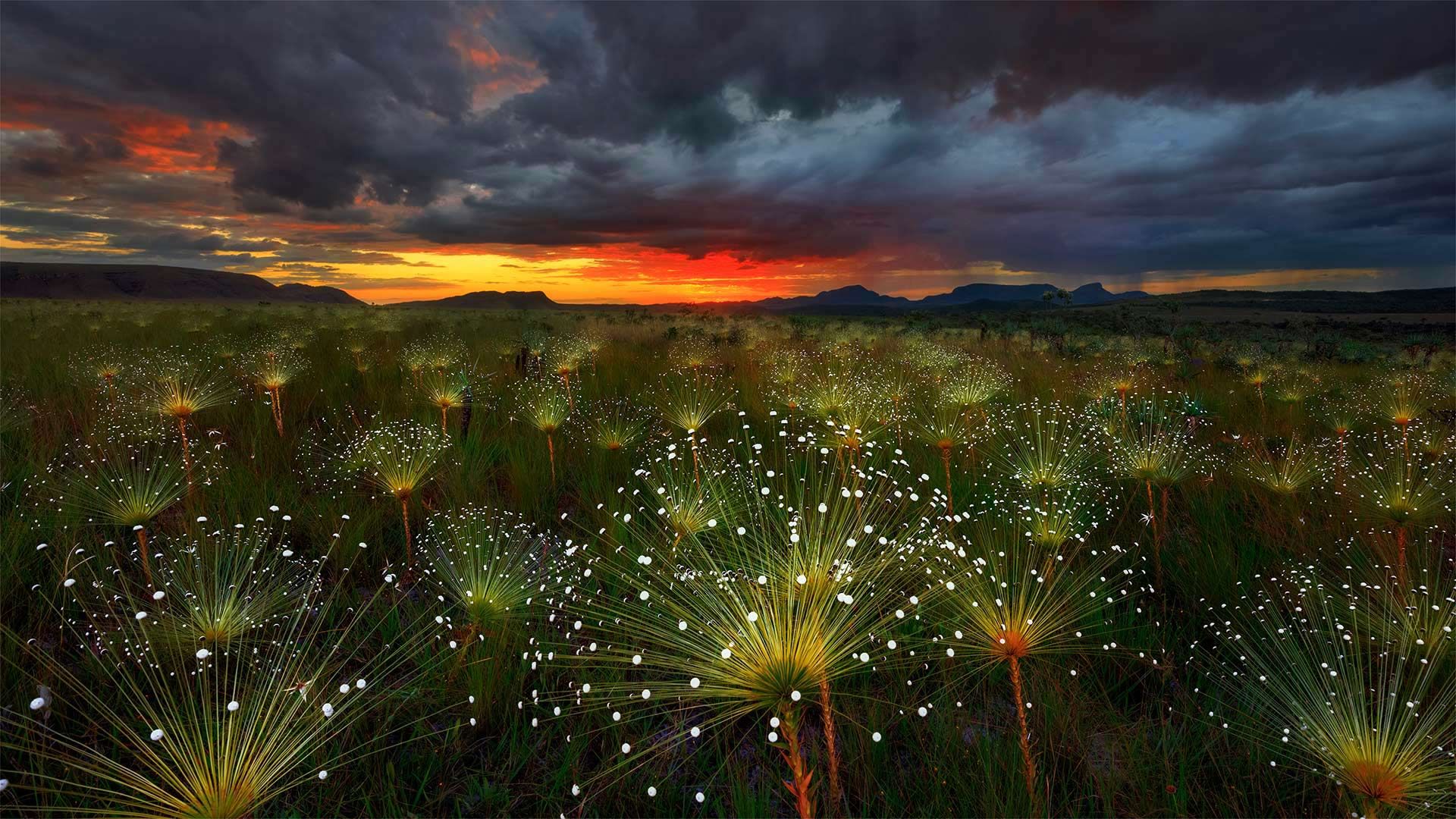 Paepalanthus flowers at sunset, Chapada dos Veadeiros National Park, Brazil