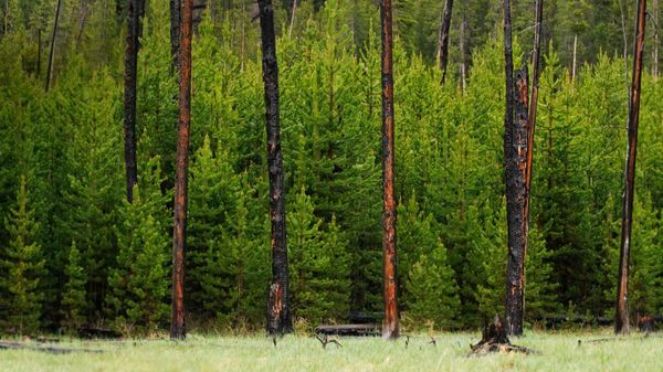 Young trees grow amid trees burned in the 1988 fire in Yellowstone National Park, Wyoming
