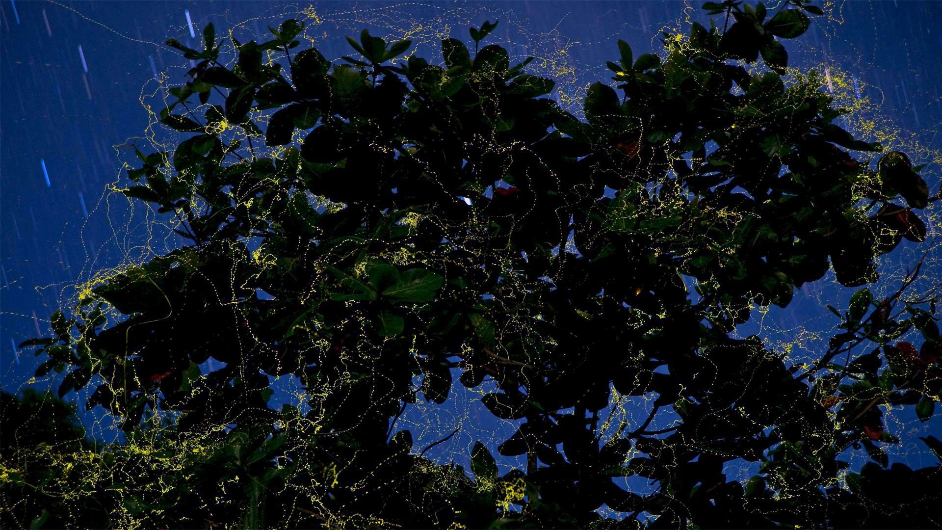 Fireflies surround a sea almond tree in Camarines Sur, Luzon, Philippines