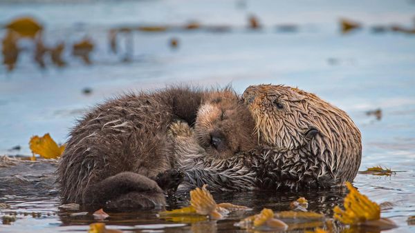 Sea otter mother and newborn pup in Monterey Bay, California, USA