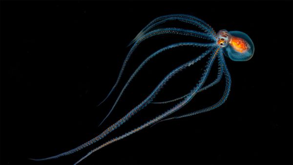 Octopus spotted during a night dive near Kona, Hawaii