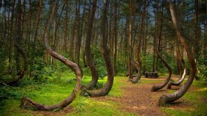 Crooked forest, Poland (© Paula Mozdrzewska/Age Fotostock)(Bing United Kingdom)