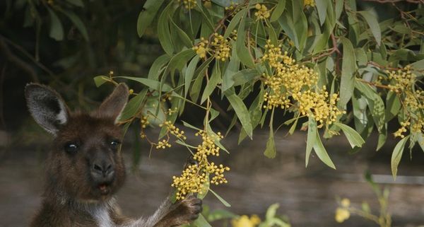 Gray kangaroo feeding on wattle flowers