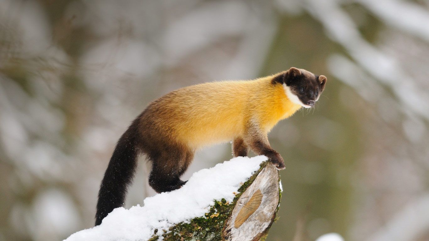 Yellow-throated marten