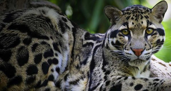 Clouded Leopard lying in a tree