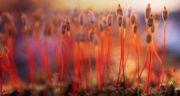 Haircap moss spores