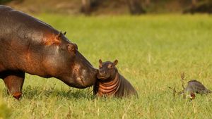 河马妈妈和宝宝，乔贝国家公园，博茨瓦纳 (© jacobeukman/Getty Images)(Bing China)
