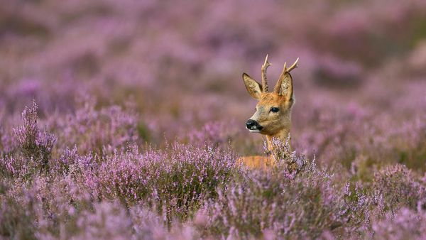 Male roe deer surrounded by heather