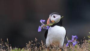 Atlantic puffin holding a wild iris in his beak in Elliston, Newfoundland (© mlorenzphotography/Getty Images)(Bing Canada)