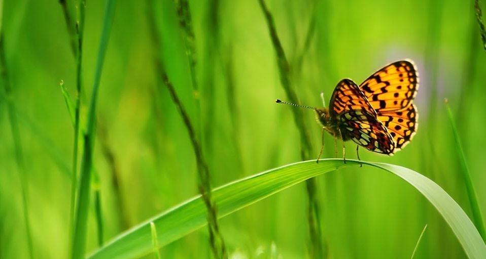 ButterflyWings