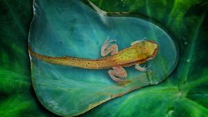 An adolescent frog in a drop of water (© Adhi Prayoga/REX Shutterstock)(Bing Australia)