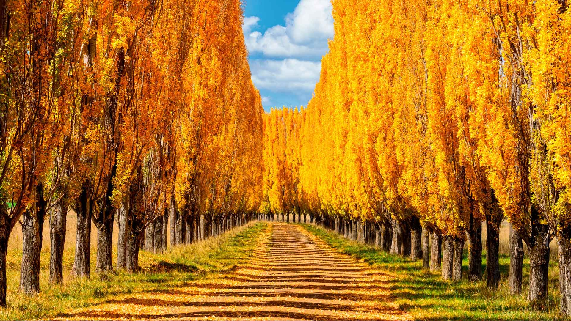 Autumn colours in New England, New South Wales