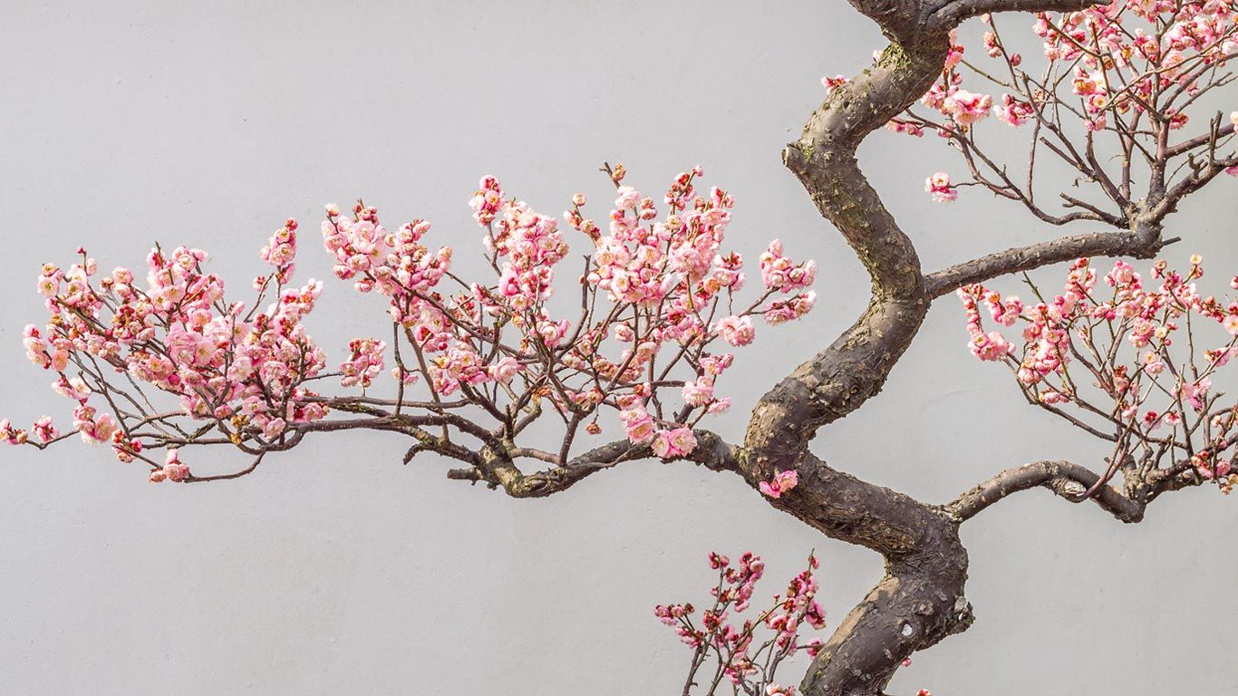Prunier en pleine floraison au printemps