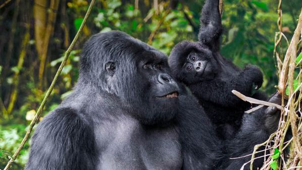 Adult male mountain gorilla and juvenile in Volcanoes National Park, Rwanda