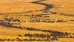 Blue wildebeests on the move for their annual migration in Maasai Mara, Kenya (© Theo Allofs/Minden Pictures)(Bing Australia)