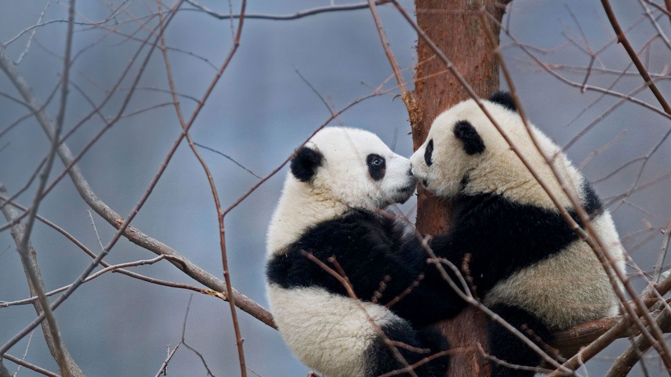 Giant panda cubs, China