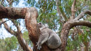 Un koala che sonnecchia su un albero di eucalipto, Australia (© Anton Rogozin/Getty Images)(Bing Italia)