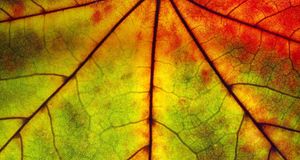 Détail d’une feuille d’automne (© Funkystock/age fotostock) &copy; (Bing France)