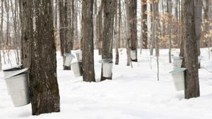 Pails used to collect sap of maple trees to produce maple syrup, Canada (© GoodMood Photo/Shutterstock)(Bing Canada)