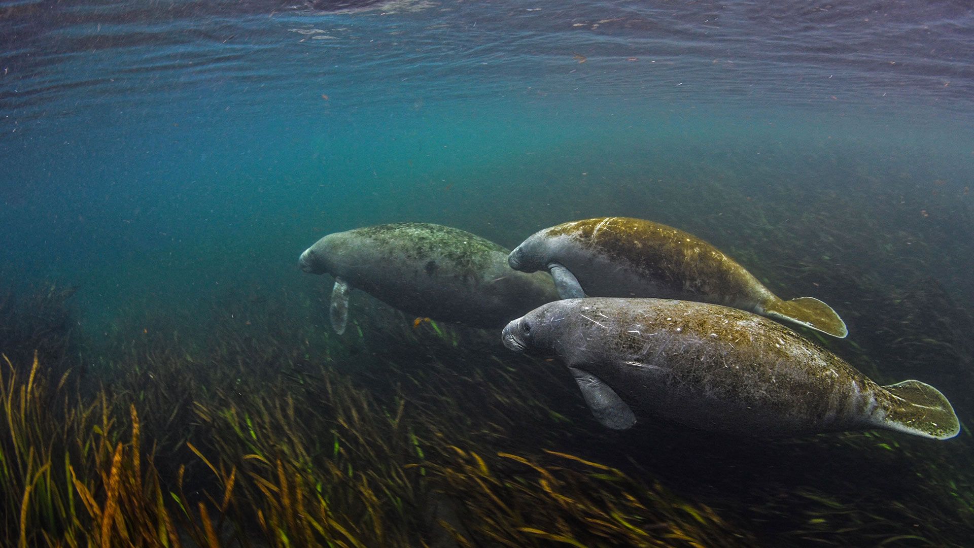 Manatees in the Ichetucknee River, Florida