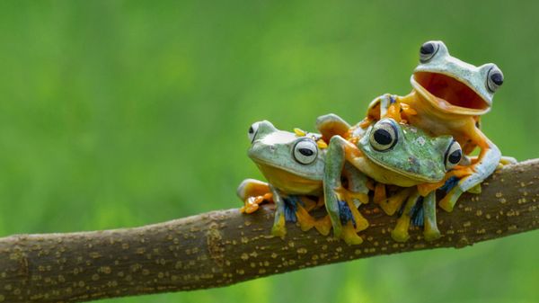 Black-webbed tree frogs