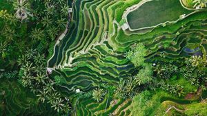 Tegallalang terrace farms in Ubud, Bali, Indonesia (© gorgeoussab/Shutterstock)(Bing Australia)