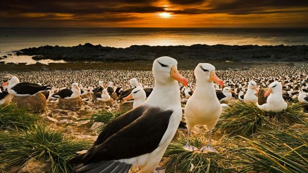 Black-browed albatrosses return to the Falkland Islands