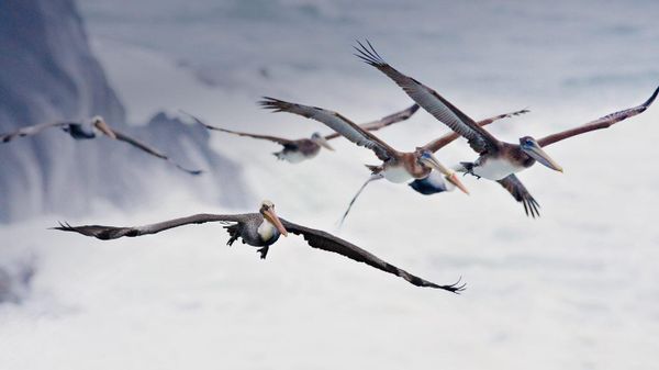Pelicans in flight, near Bandon, Oregon