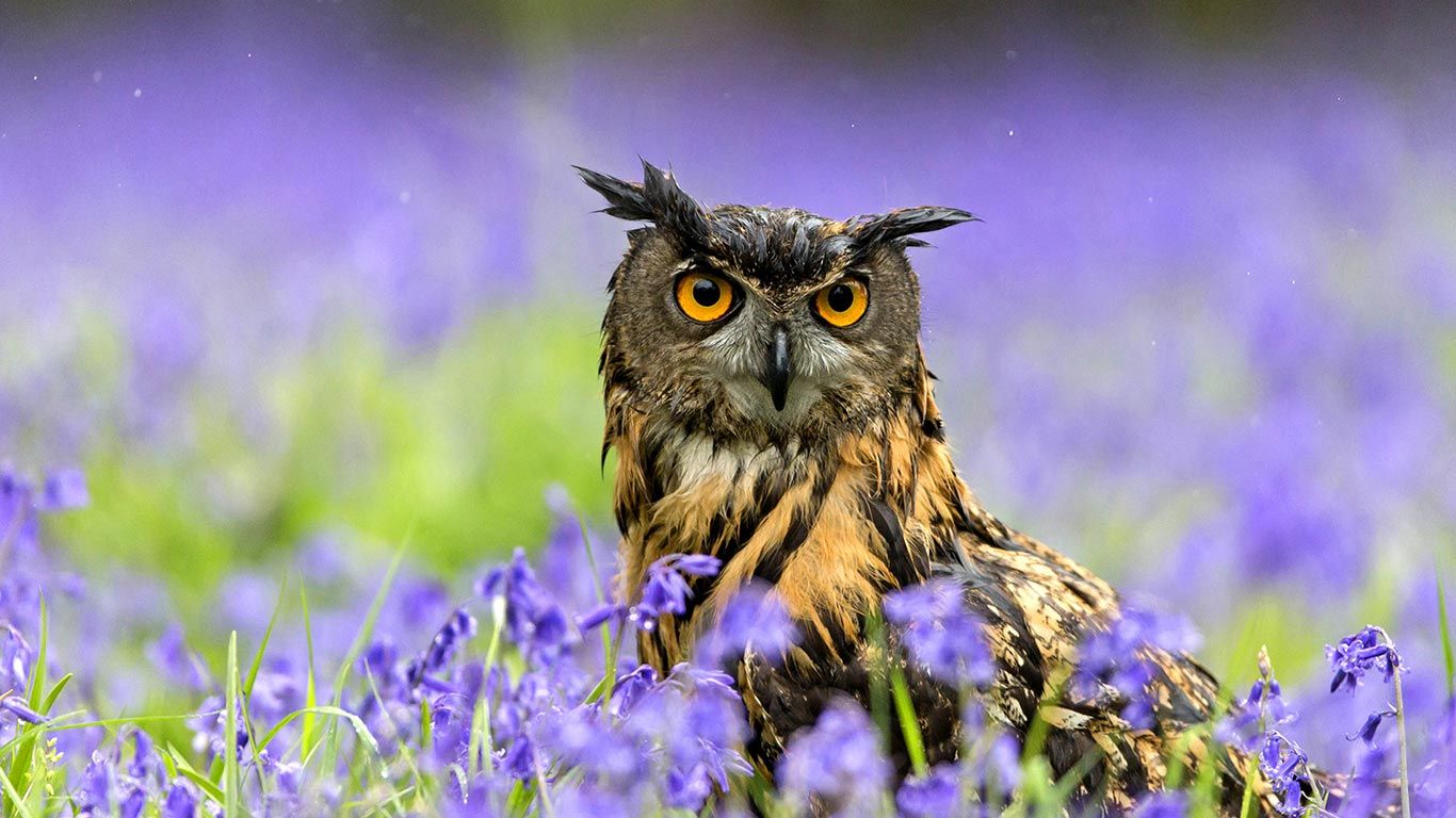 Eurasian Eagle-owl (Bubo bubo) standing amongst Bluebells during rainfall, Suffolk, England