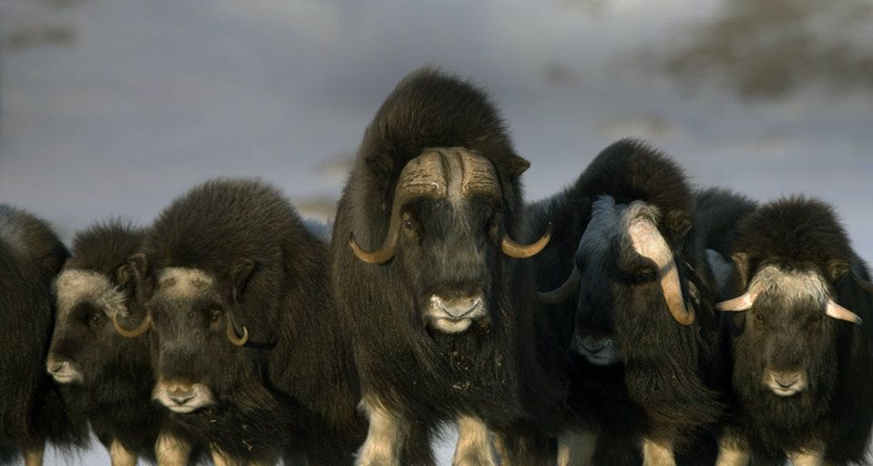 Mature & young Musk-ox bulls and cows in a defensive lineup during winter on the Seward Peninsula near Nome, Alaska