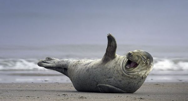 Grey seal on the beach near Helgoland, Germany
