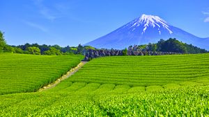 大淵笹場の茶畑, 静岡県 富士市 (© 7maru/Getty Images)(Bing Japan)