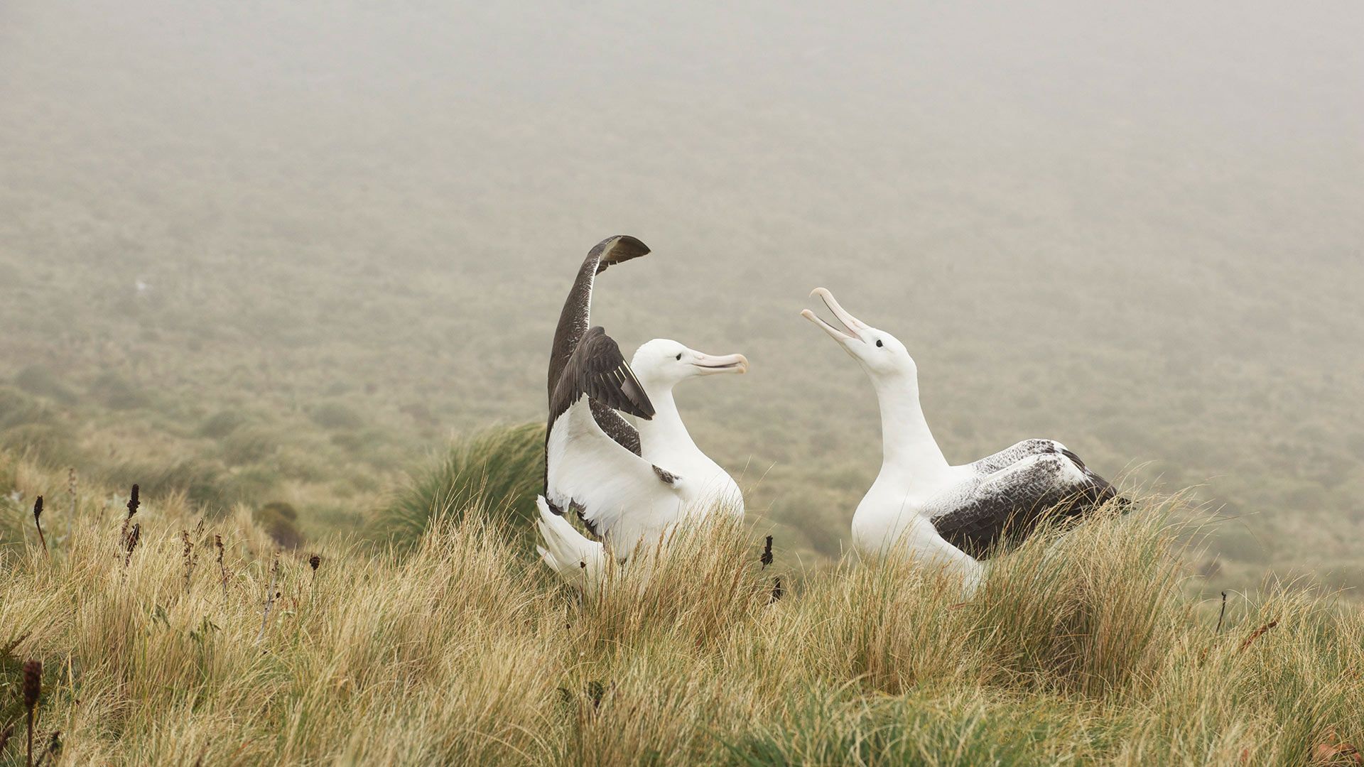 Couple d’albatros royal jouant sur l’île Campbell, Nouvelle-Zélande