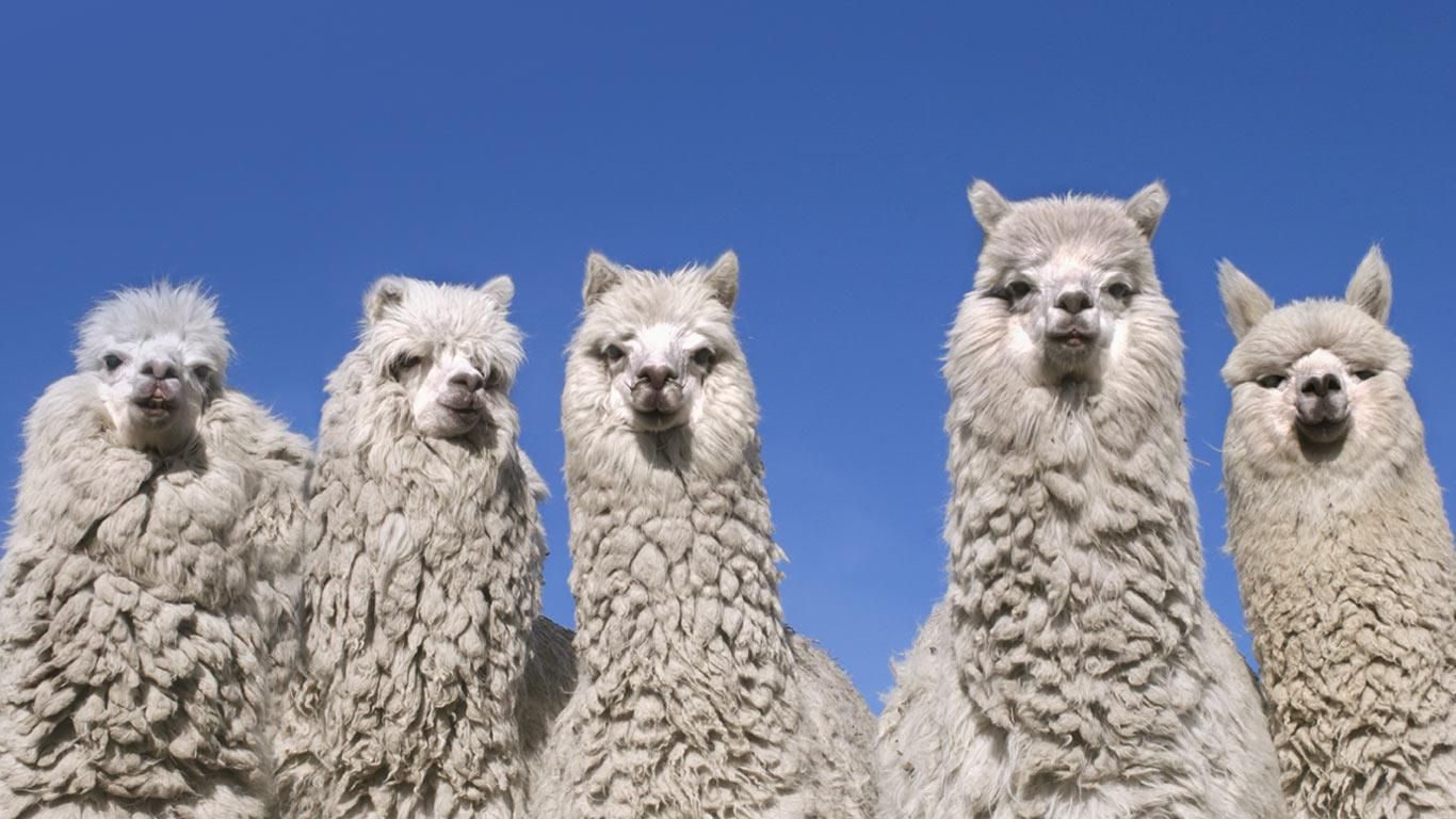 Alpacas near the base of Cotopaxi Volcano, Ecuador
