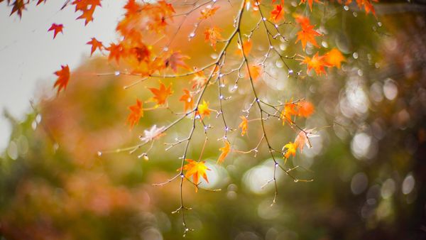 Maple leaves in autumn