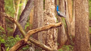纳加尔霍雷国家公园的孔雀，印度卡纳塔克邦 (© Vivek BR/Shutterstock)(Bing China)