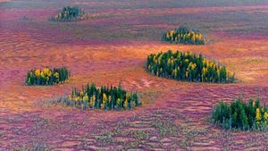 Autumn in the East Siberian taiga, Russia (© Serguei Fomine/500px)(Bing Australia)